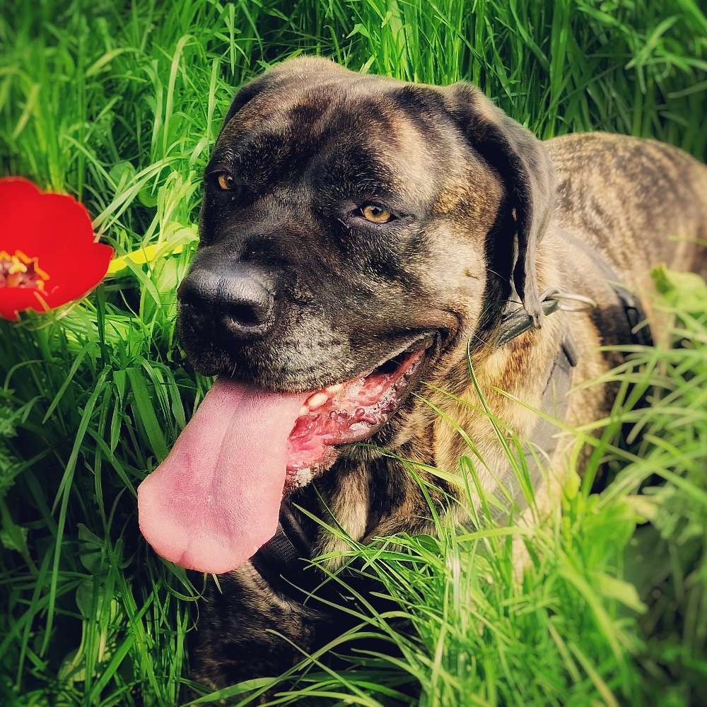 Hundetreffen-Spielrunde/ Neue Freunde finden-Profilbild