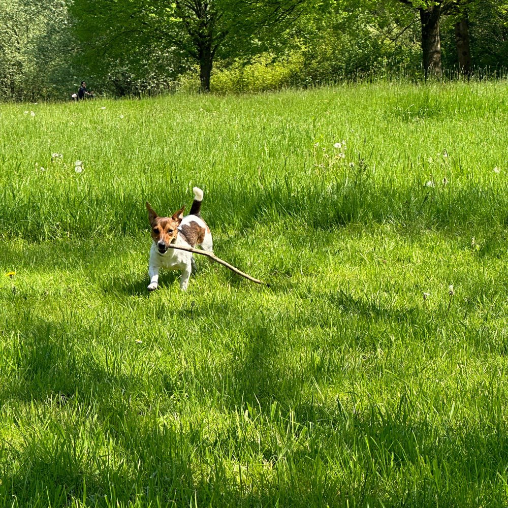 Hundetreffen-Kleine Rassen insb. Jack-Russell ohne Leine-Profilbild