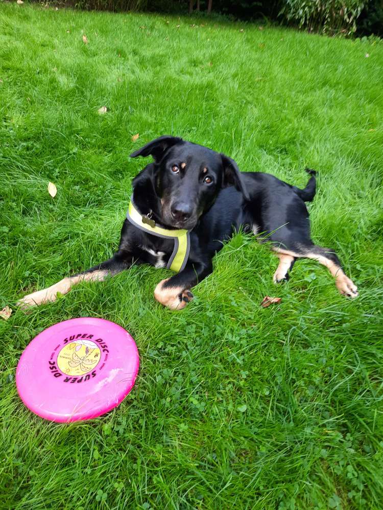 Hundetreffen-Spiel- und Trainingsfreund gesucht-Profilbild