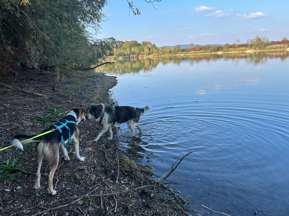 Hundetreffen-Gassigehen und frei toben dürfen-Profilbild