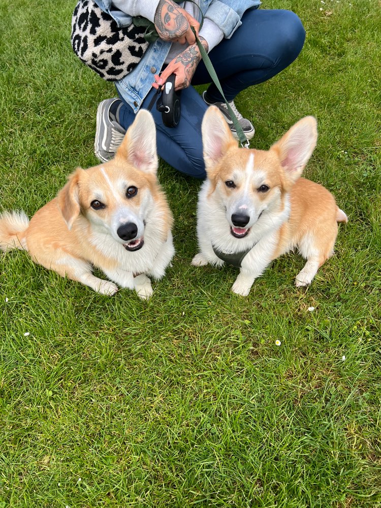 Hundetreffen-Neu gegründete Corgigang sucht Mitglieder-Profilbild
