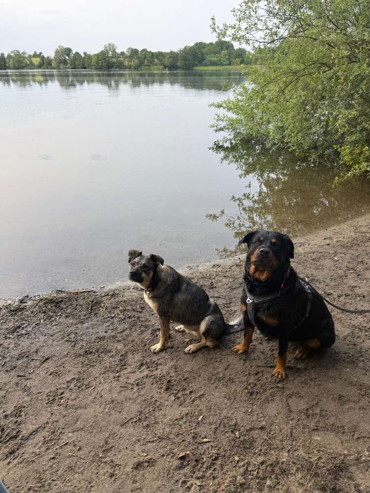 Hundetreffen-Social Walk-Profilbild
