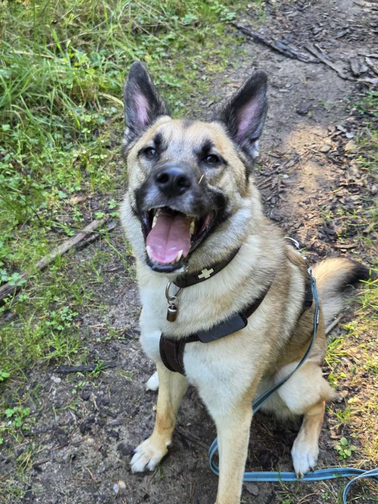 Hundetreffen-Social Walk / Trainingsgruppe / Hundekontakte-Profilbild