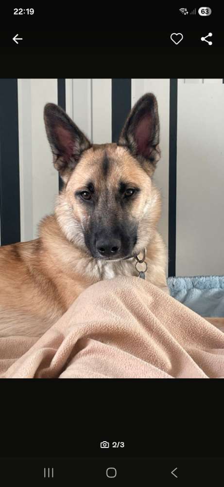 Hundetreffen-Social Walk / Trainingsgruppe-Profilbild