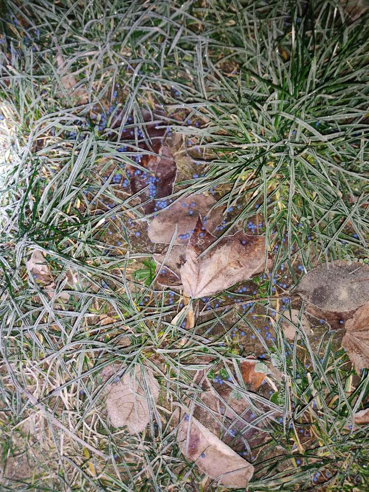 Giftköder-Schneckenkorn-Profilbild