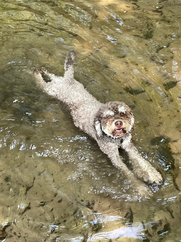 Hundetreffen-Rudelspaziergang-Profilbild