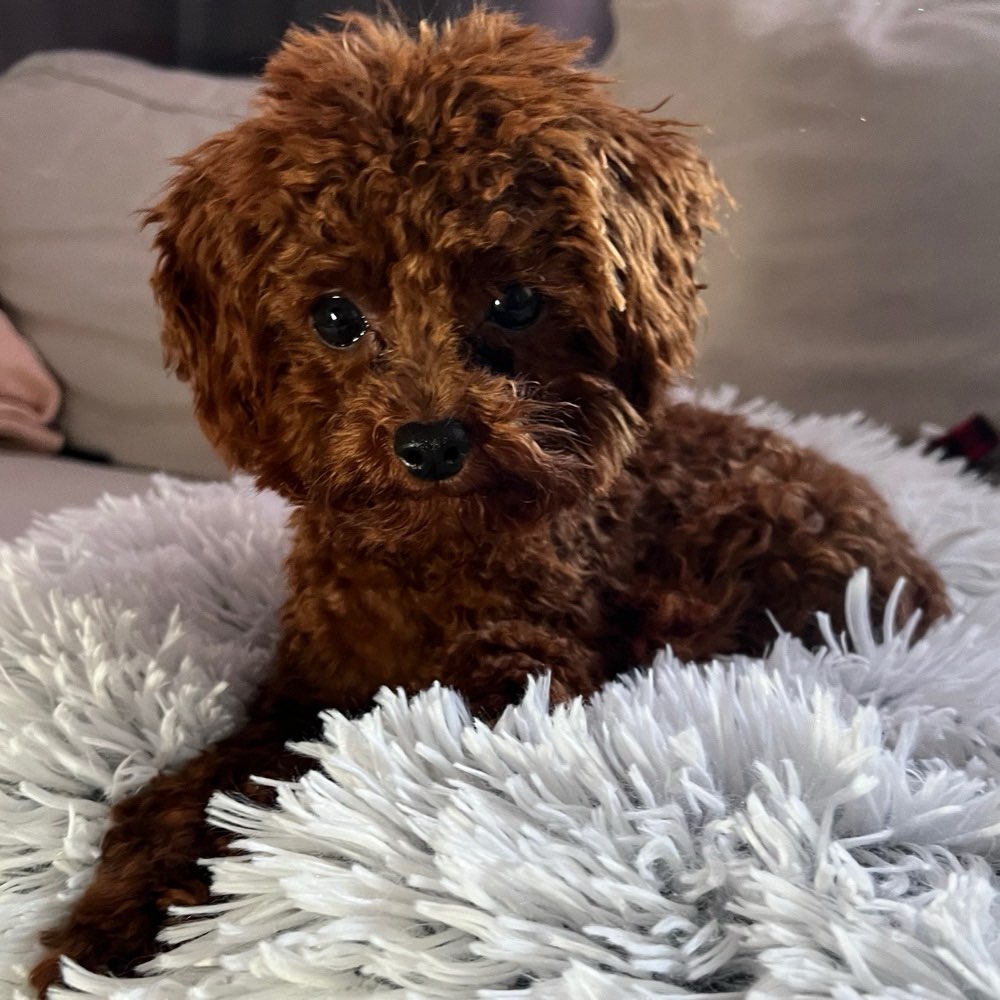 Hundetreffen-Spazier- und Spieltreffen kleine Rassen-Profilbild