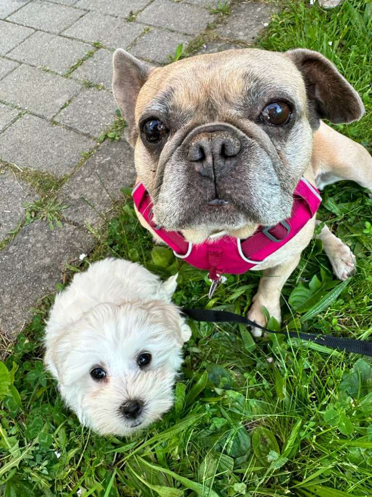 Hundetreffen-Spielfreunde gesucht in 70569 Büsnau gesucht-Profilbild