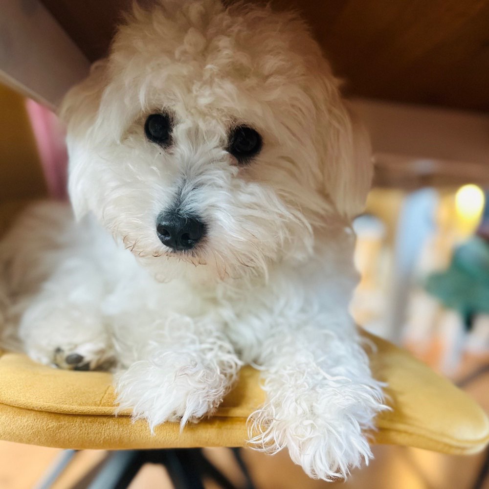 Hundetreffen-Gassi, spielen und Spaß 😊🐶-Profilbild