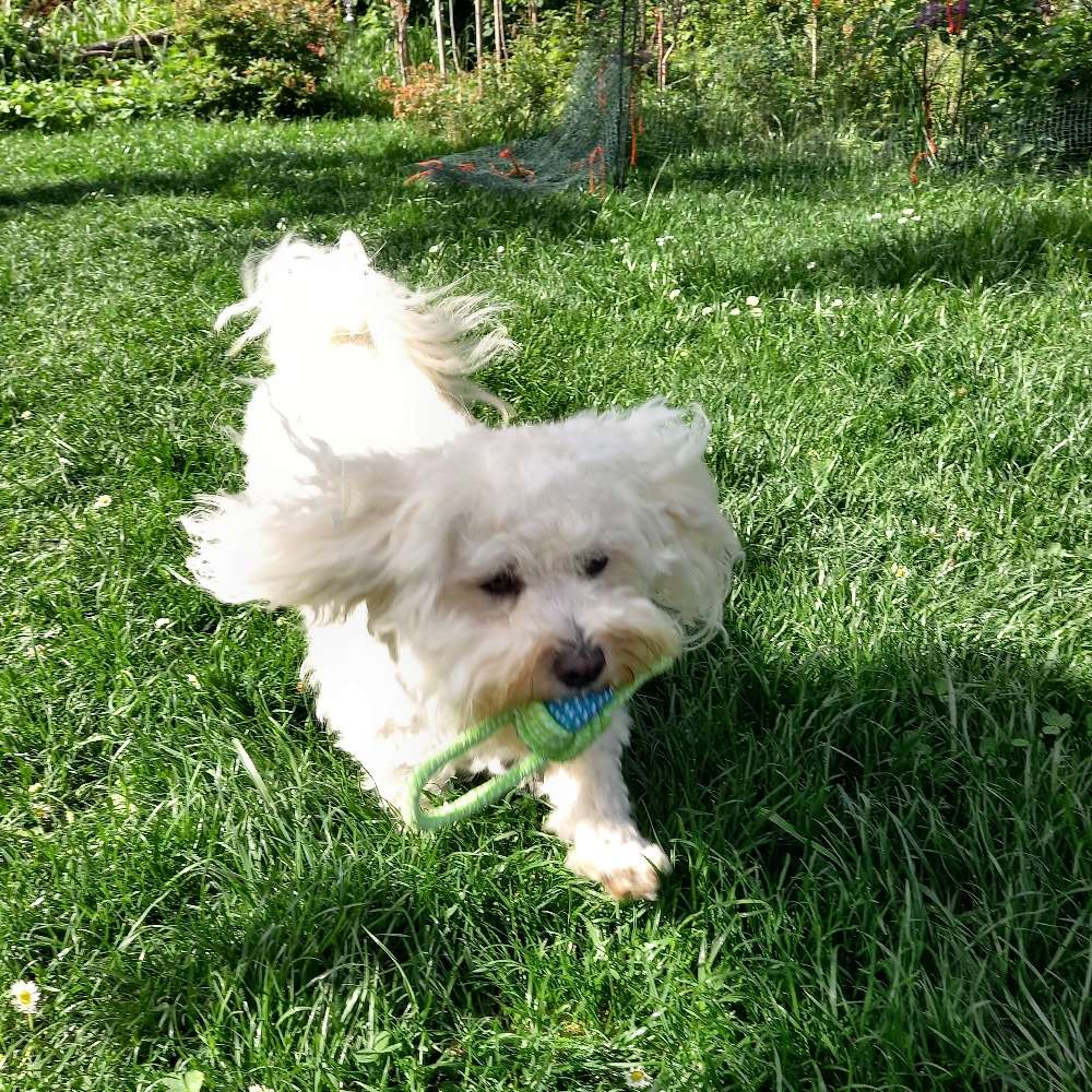 Hundetreffen-Flitze-Maus sucht Spielfreunde-Profilbild