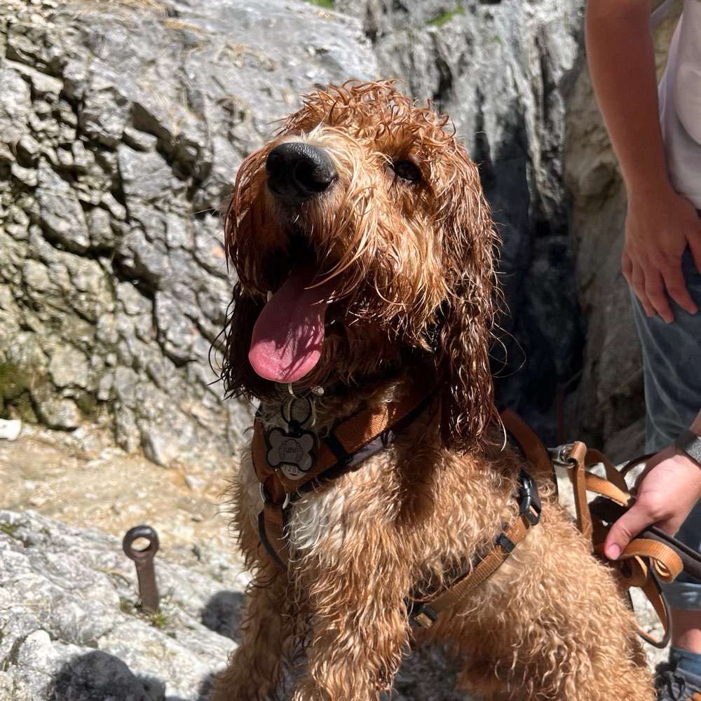 Hundetreffen-Gemeinsamer Spaziergang am Kemnader Stausee & Umgebung-Profilbild