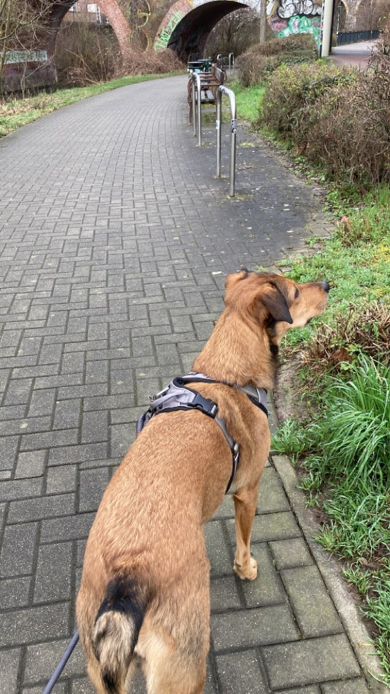 Hundetreffen-Gemeinsames Gassi-Profilbild