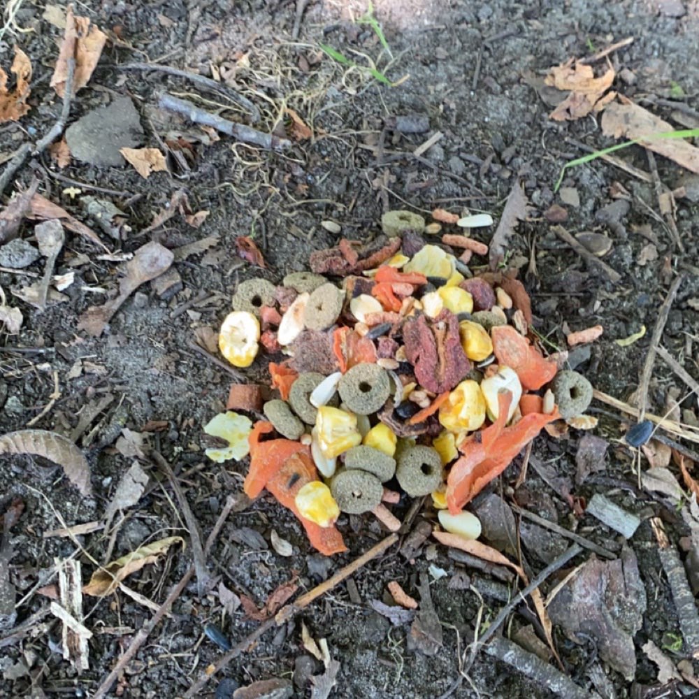 Giftköder-Giftköder ???-Profilbild