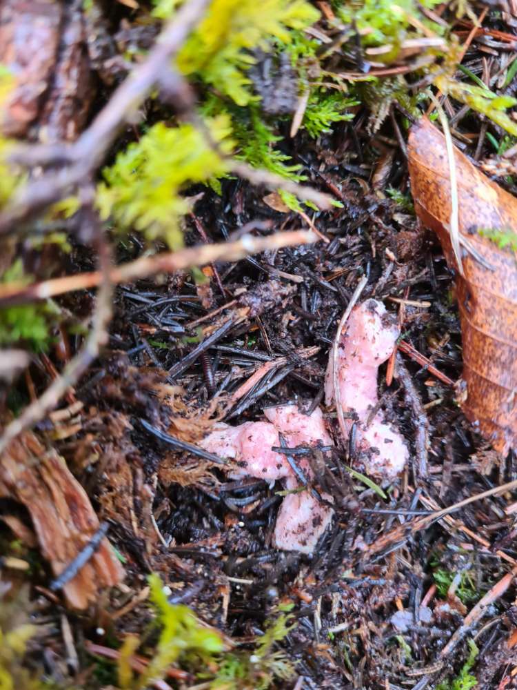 Giftköder-Eventuell Giftköder-Profilbild