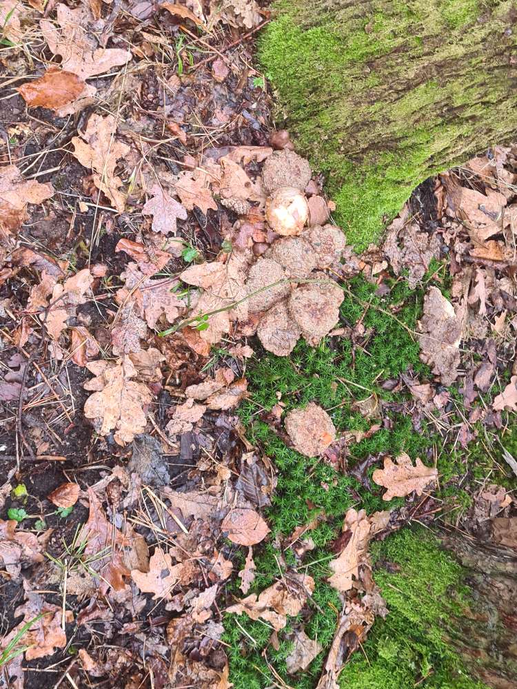Giftköder-Fleischbällchen und Essensreste im Wald-Profilbild