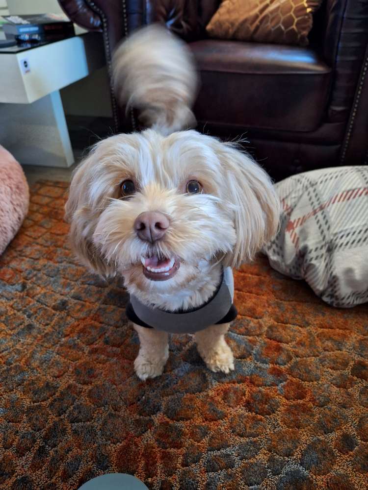 Hundetreffen-Gassi Runde in Rees, Kalkar, Bedburg-Hau oder Kleve-Profilbild