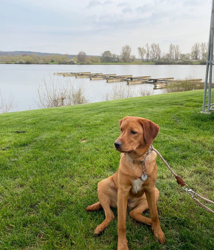 Hundetreffen-Gassi- und Spielpartner gesucht-Profilbild