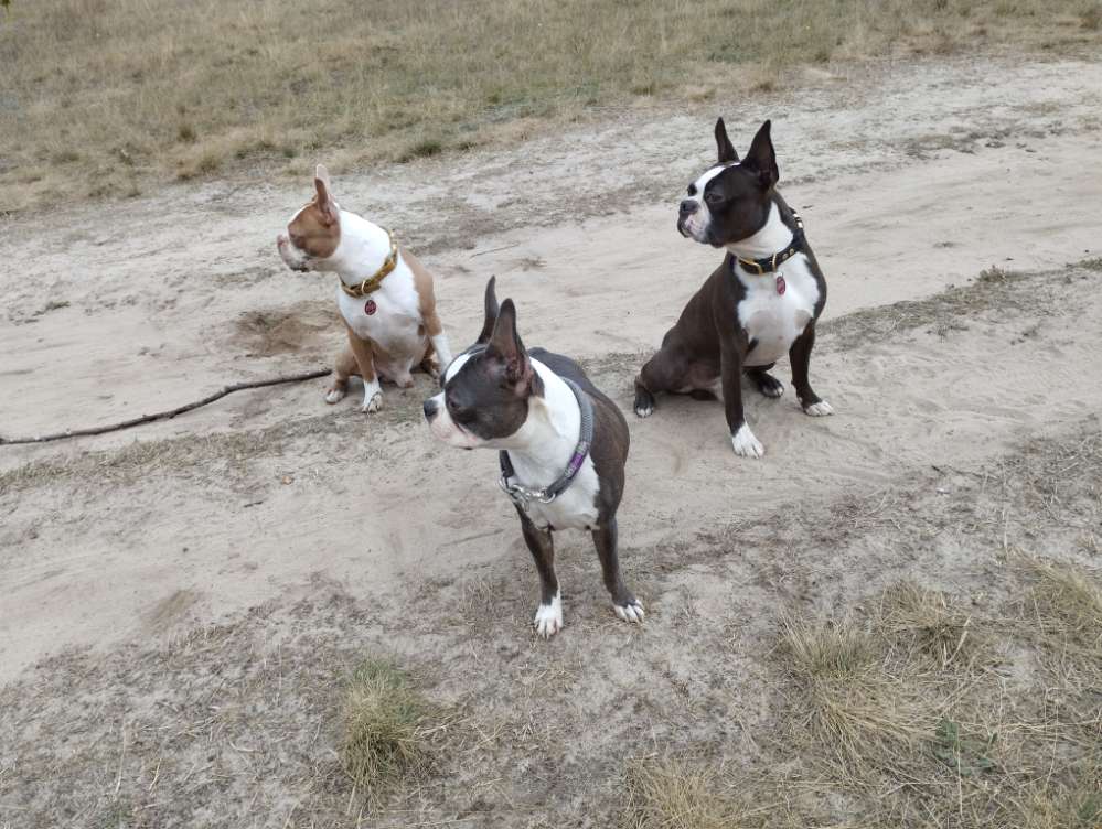 Hundetreffen-Gassirunde in Eichholz-Profilbild