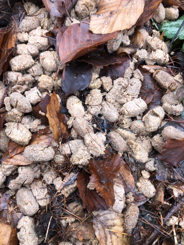 Giftköder-Hundefutter im Gebüsch-Profilbild