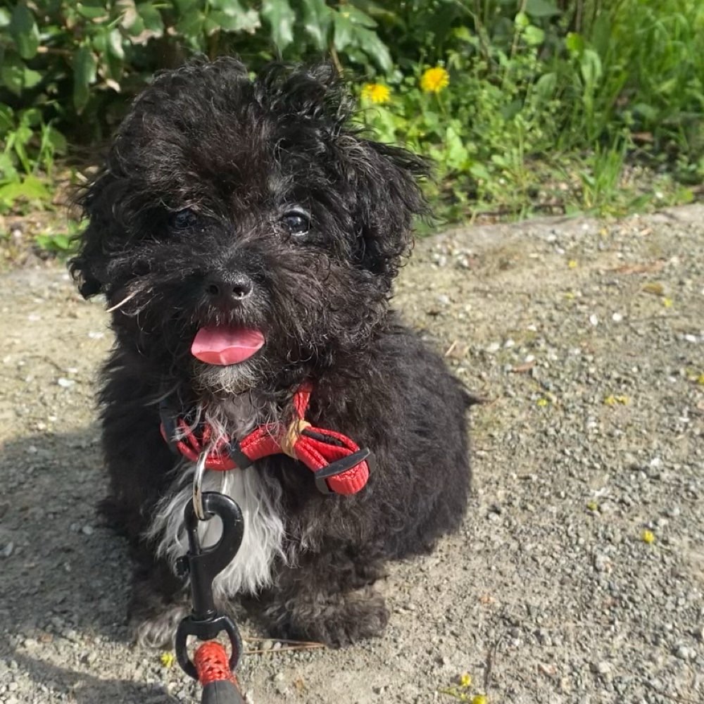 Hundetreffen-Welpentreffen in Mitte-Profilbild