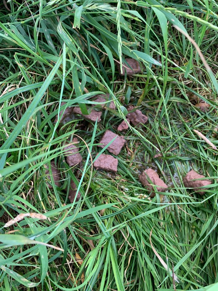 Giftköder-Möglicher Giftköder-Profilbild