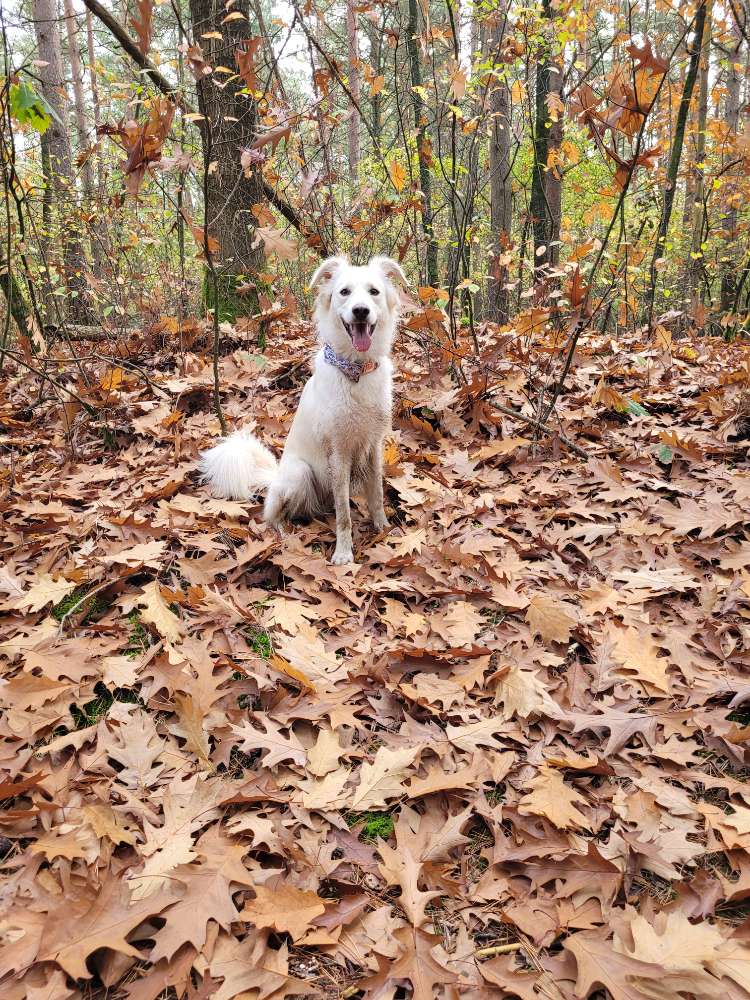 Hundetreffen-Gemeinsame Spaziergänge mit viel Spiel und Spaß-Profilbild