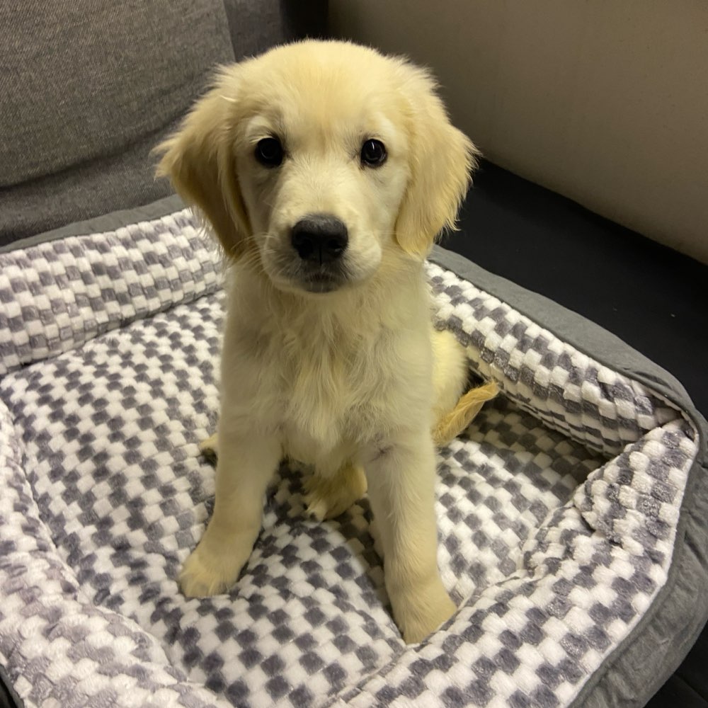 Hundetreffen-Gassi/Spiel/Spaziergang in Zweibrücken-Profilbild