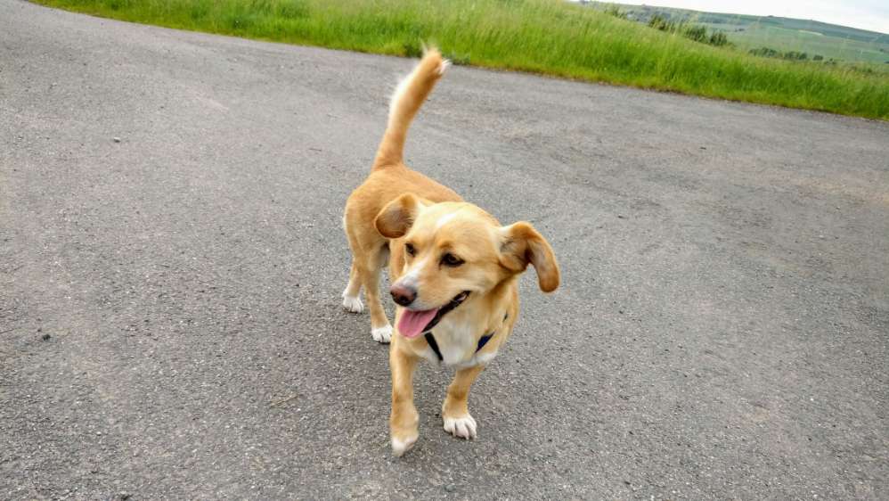 Hundetreffen-Kleine Hündin-Profilbild