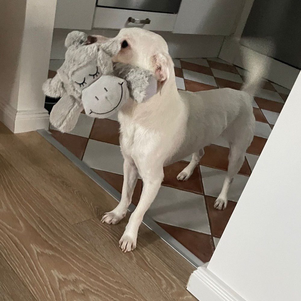 Hundetreffen-Nanouk sucht Spielpartner-Profilbild