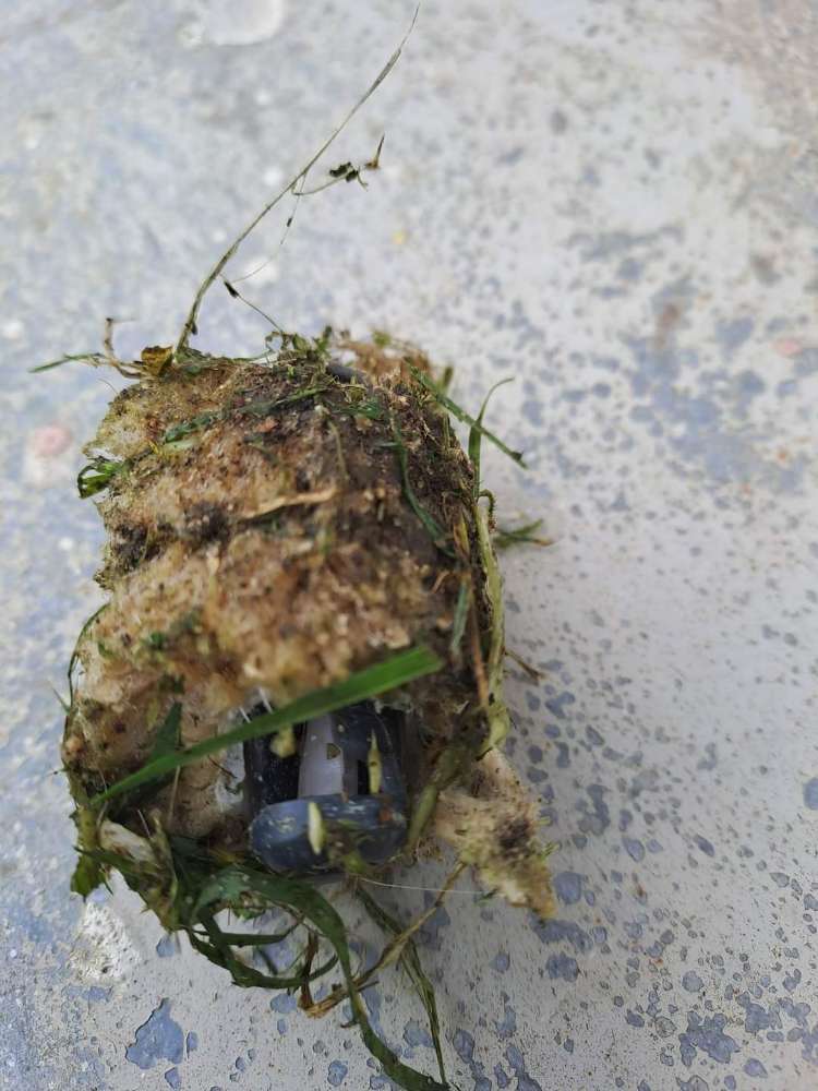 Giftköder-Giftköder-Profilbild