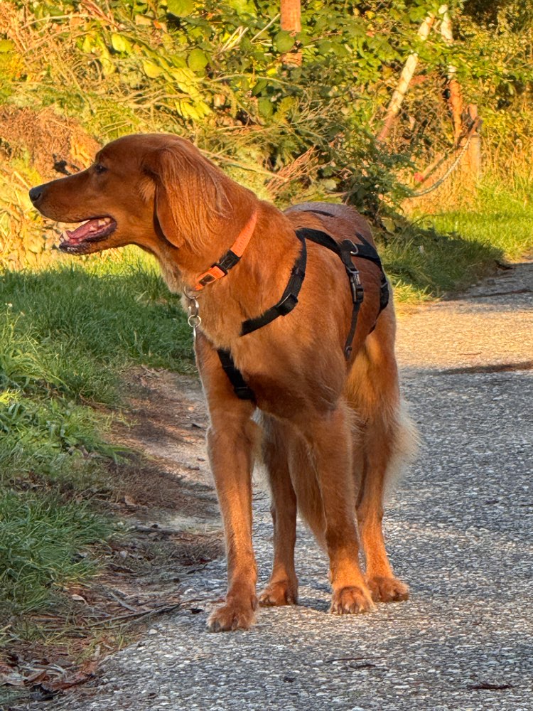 Suchmeldung-Gesichtet Golden Retriever o. Irish Sett-Profilbild