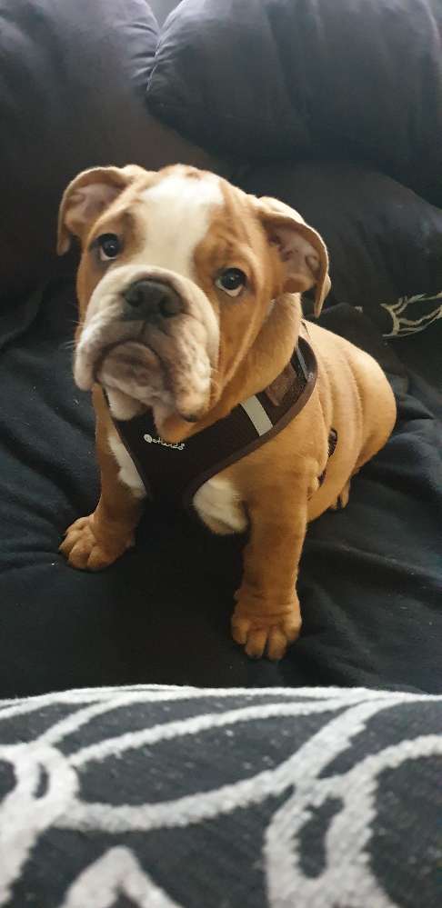 Hundetreffen-Welpen treffen-Profilbild