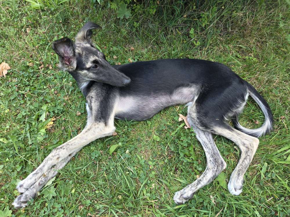 Hundetreffen-Spielkumpel-Profilbild