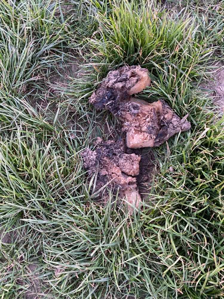 Giftköder-Altes Fleisch-Profilbild