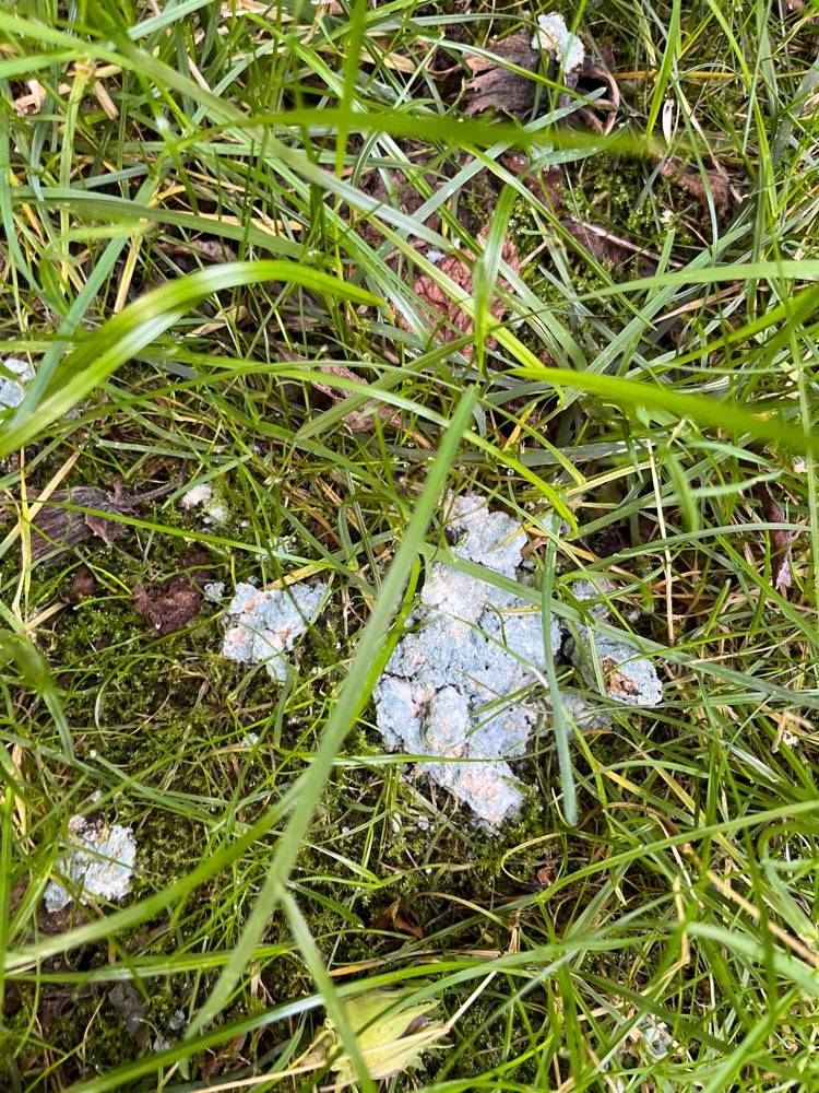 Giftköder-Vorsicht Gift !!!-Profilbild