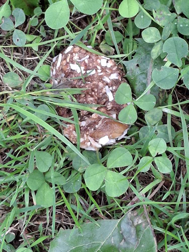 Giftköder-Vermutlicher Giftköder-Profilbild