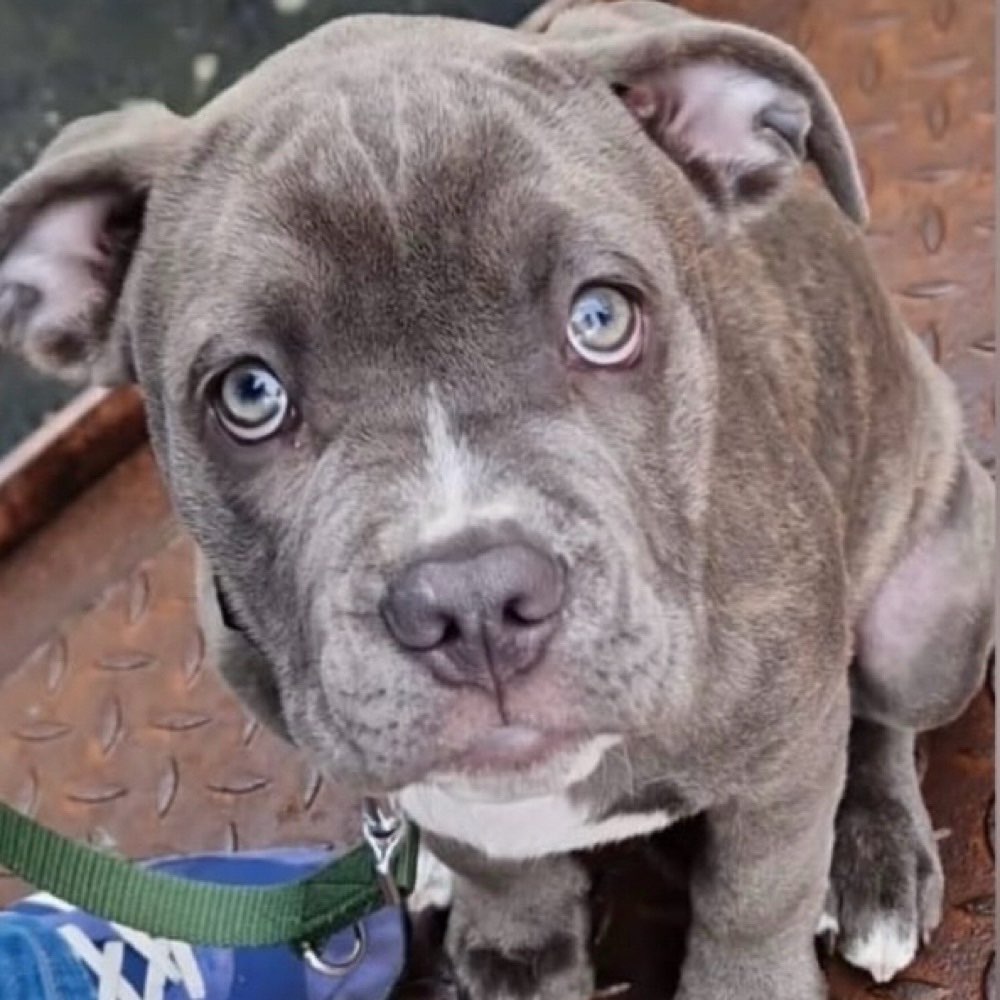 Hundetreffen-Spielgefährten Und spazieren gehen-Profilbild