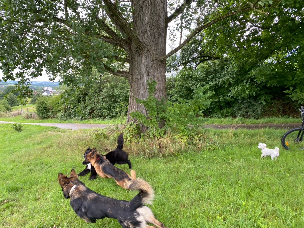 Hundetreffen-Spielkameraden gesucht für junge Schäfi Dame-Profilbild