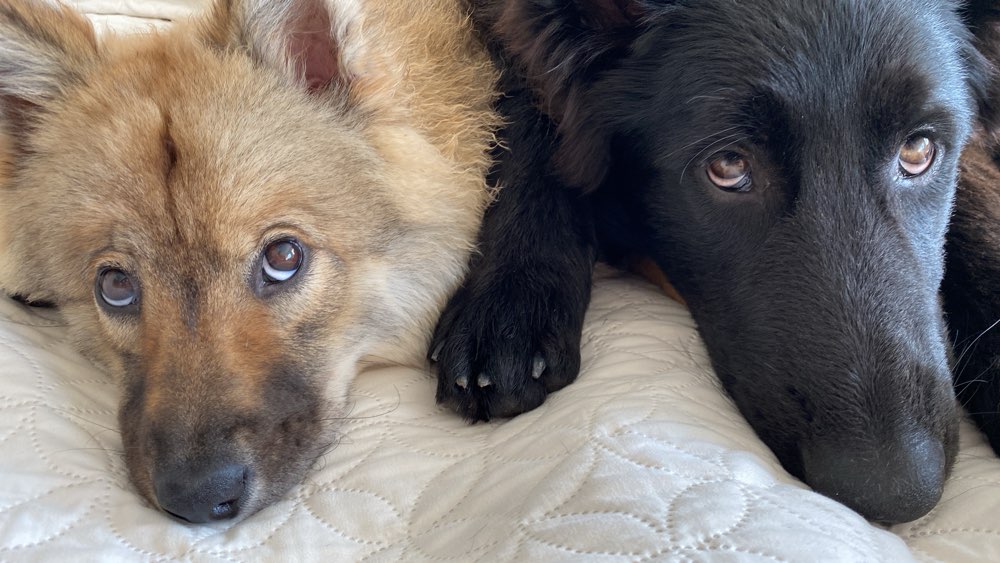 Hundetreffen-Social Walk-Profilbild