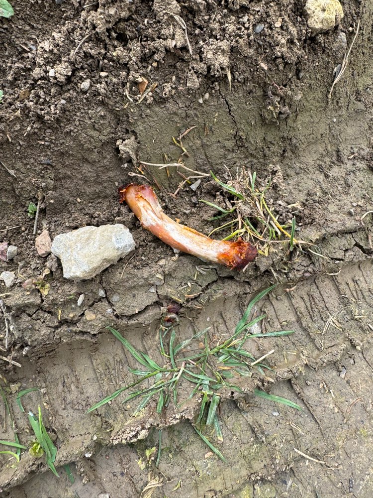 Giftköder-Knochen am Wegesrand-Profilbild