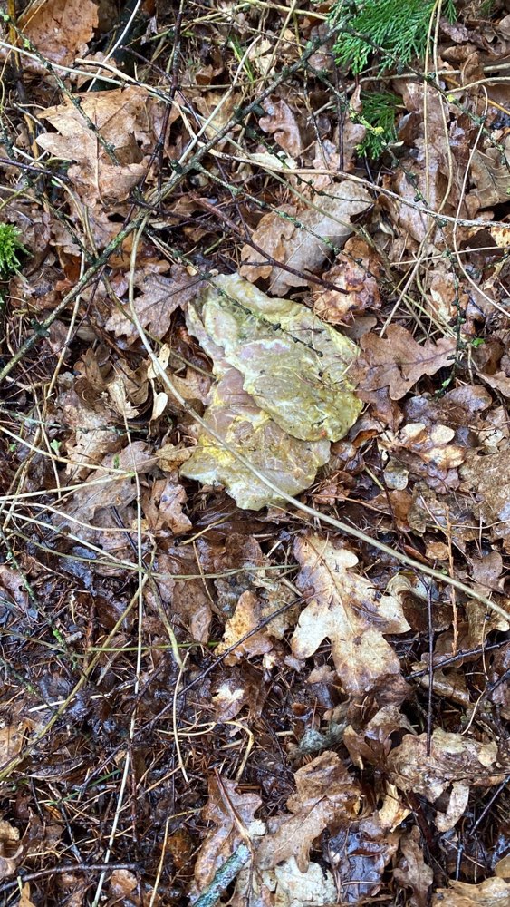 Giftköder-Fleischstücke-Profilbild