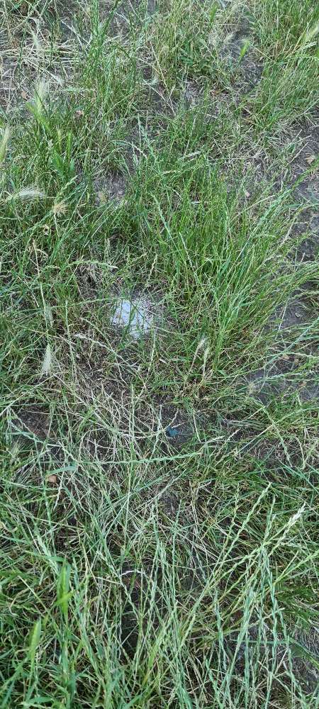 Giftköder-Weißes Pulver-Profilbild