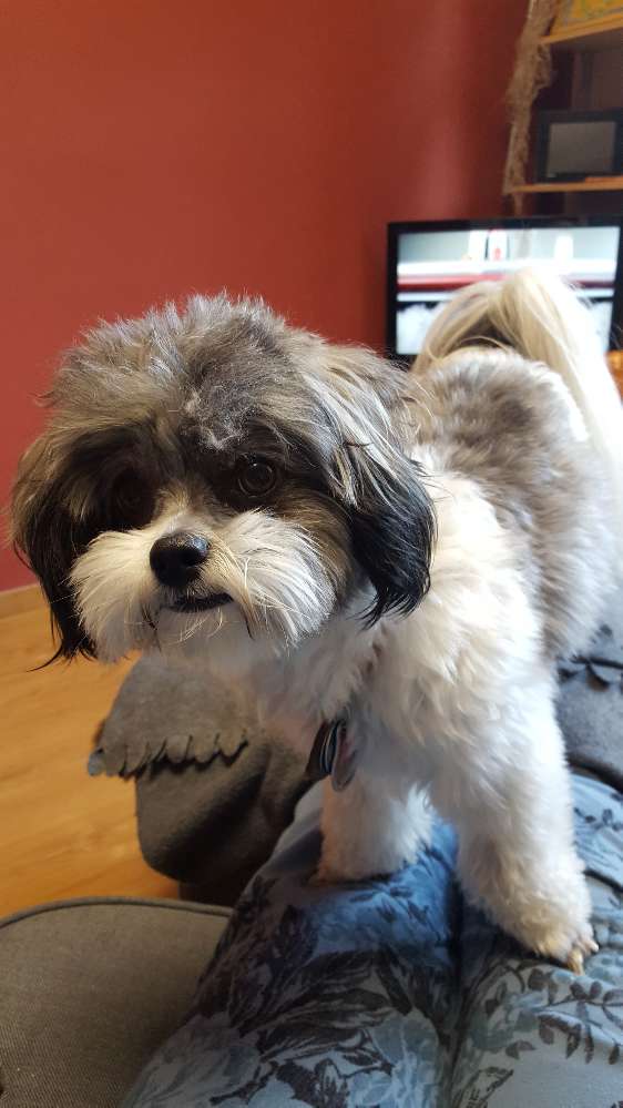 Hundetreffen-Kleine/r Gassi-/Spielpartner/in gesucht-Profilbild