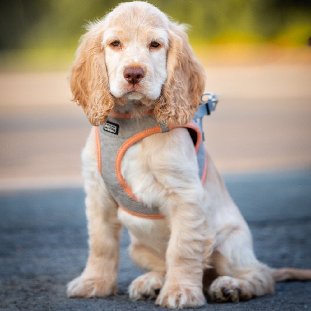 Hundetreffen-Welpentreff🐾-Profilbild