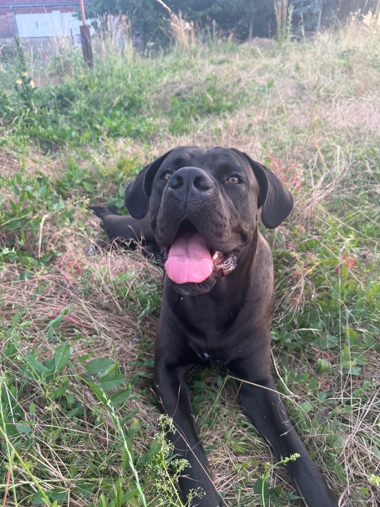 Hundetreffen-Spiel- und Gassirunde-Profilbild