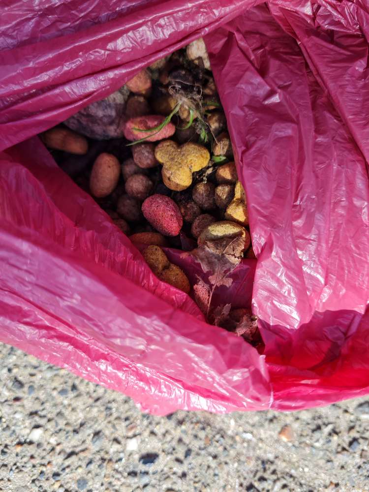 Giftköder-Möglicher Giftköder!!!-Profilbild