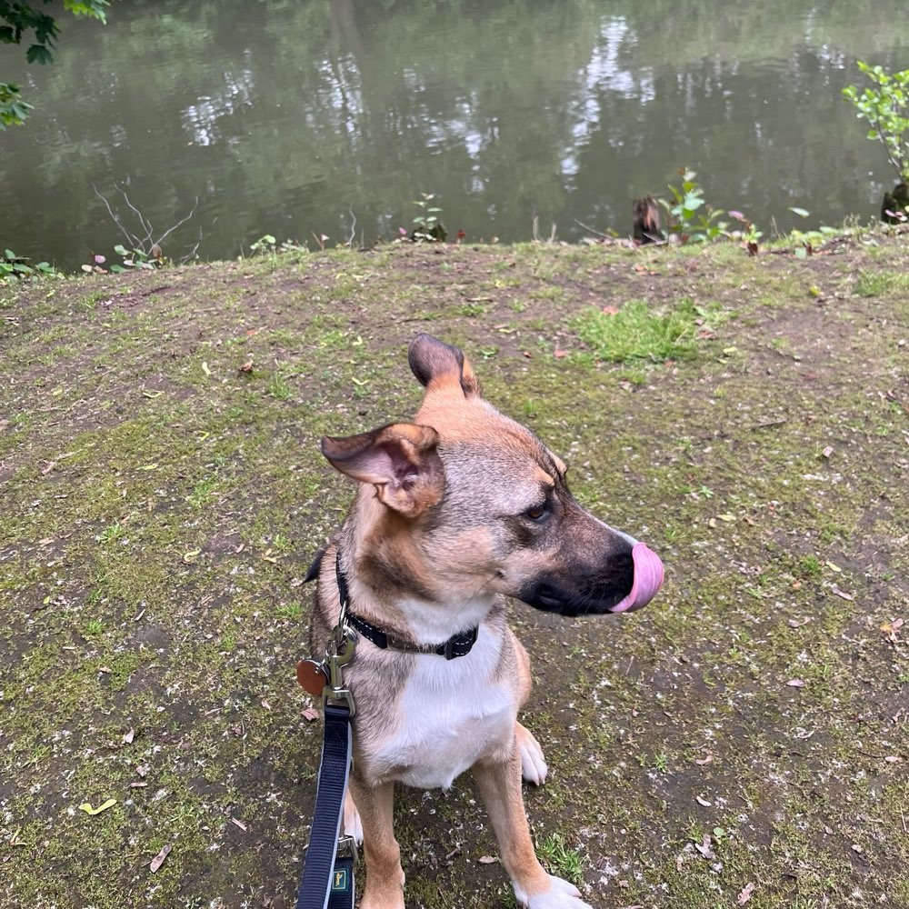 Hundetreffen-Gemeinsames spielen mit sehr verspielten Rüden-Profilbild