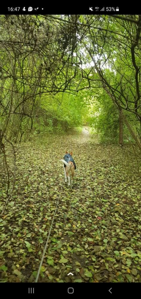 Hundetreffen-Lange Spaziergänge-Profilbild