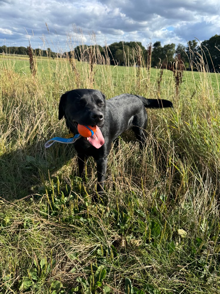 Hundetreffen-Gassi oder Spielrunden 🐾-Profilbild