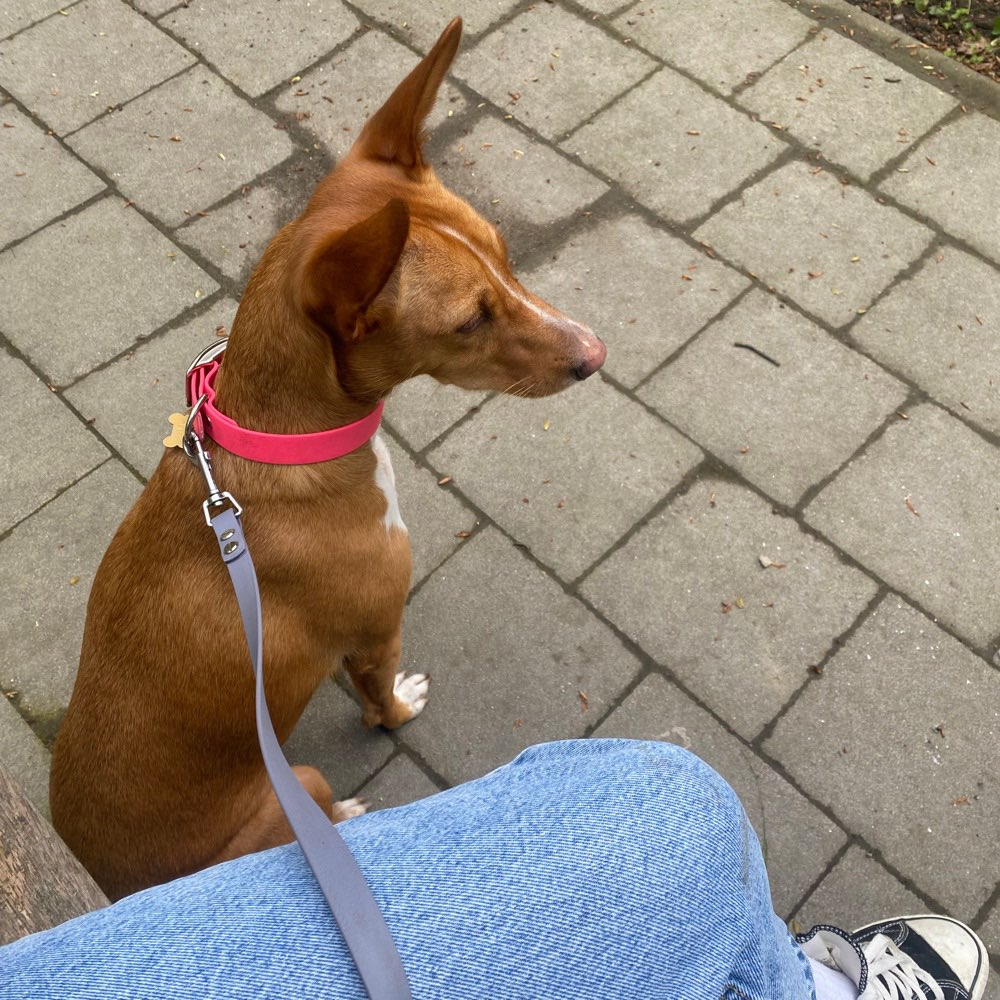 Hundetreffen-Social walk-Profilbild